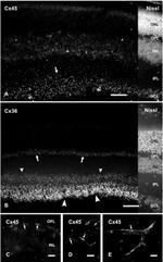 Connexin 36 Antibody in Immunohistochemistry (IHC)