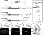 Connexin 47 Antibody in Western Blot (WB)