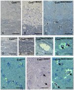 Connexin 47 Antibody in Immunohistochemistry (IHC)