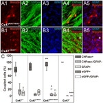 Connexin 47 Antibody in Immunohistochemistry (IHC)