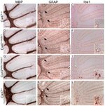 Connexin 47 Antibody in Immunohistochemistry (IHC)