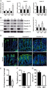 Claudin 15 Antibody in Western Blot, Immunohistochemistry (WB, IHC)