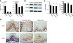 Claudin 4 Antibody in Western Blot, Immunohistochemistry (WB, IHC)