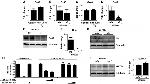 Connexin 40 Antibody in Western Blot (WB)