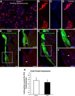 Connexin 40 Antibody in Immunohistochemistry (IHC)