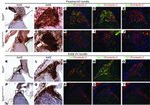 Connexin 40 Antibody in Immunohistochemistry (IHC)