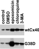 Connexin 40 Antibody in Western Blot (WB)
