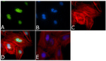 Aurora B Antibody in Immunocytochemistry (ICC/IF)