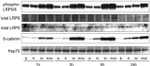 LRP5 Antibody in Western Blot (WB)