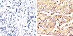 IRAK4 Antibody in Immunohistochemistry (Paraffin) (IHC (P))