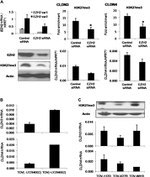 EZH2 Antibody in Western Blot (WB)