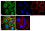 EZH2 Antibody in Immunocytochemistry (ICC/IF)