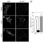 ATG12 Antibody in Immunocytochemistry (ICC/IF)