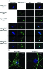 Nogo-A Antibody in Immunocytochemistry (ICC/IF)