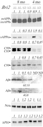 beta Amyloid Antibody in Western Blot (WB)