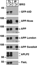 beta Amyloid Antibody in Western Blot (WB)