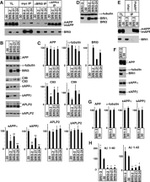 beta Amyloid Antibody in Immunoprecipitation (IP)