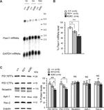 APH1 Antibody in Western Blot (WB)