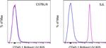 CD45.1 Antibody in Flow Cytometry (Flow)