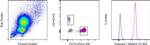 Arginase 1 Antibody in Flow Cytometry (Flow)