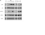 Phospho-p38 MAPK (Thr180, Tyr182) Antibody in Western Blot (WB)