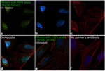 Phospho-p38 MAPK (Thr180, Tyr182) Antibody