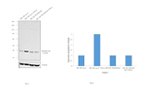 Phospho-p38 MAPK (Thr180, Tyr182) Antibody in Western Blot (WB)