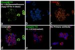 Phospho-Tyrosine Hydroxylase (Ser40) Antibody in Immunocytochemistry (ICC/IF)