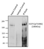 Phospho-EGFR (Tyr1086) Antibody in Immunoprecipitation (IP)