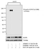 Phospho-EGFR (Tyr1086) Antibody in Western Blot (WB)