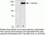 Phospho-EGFR (Tyr1086) Antibody in Western Blot (WB)