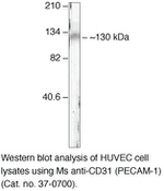 CD31 Antibody in Western Blot (WB)