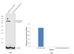 beta Amyloid (N-terminal) Antibody in Western Blot (WB)