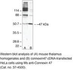 Connexin 47 Antibody in Western Blot (WB)