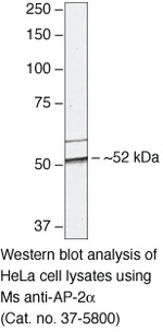 AP2 alpha Antibody in Western Blot (WB)