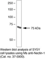 Nectin 1 Antibody in Western Blot (WB)