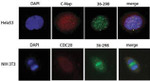 PLK1 Antibody in Immunocytochemistry (ICC/IF)