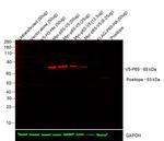 V5 Tag Antibody in Western Blot (WB)