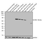 V5 Tag Antibody in Western Blot (WB)