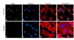 LRP1 Antibody in Immunocytochemistry (ICC/IF)