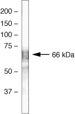 Ubiquilin 2 Antibody in Western Blot (WB)