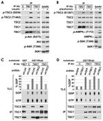 TSC1 Antibody in Immunoprecipitation (IP)