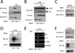 UBC13 Antibody in Western Blot (WB)