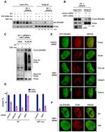 UBC13 Antibody in Western Blot (WB)