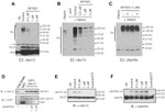 UBC13 Antibody in Western Blot (WB)