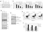 UBC13 Antibody in Western Blot (WB)