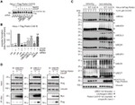 UBC13 Antibody in Western Blot (WB)