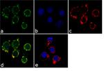 CD18 Antibody in Immunocytochemistry (ICC/IF)