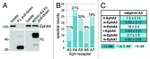 EphA2 Antibody in Western Blot (WB)