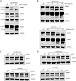 EphB2 Antibody in Western Blot (WB)